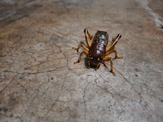 A giant cricket resting on a smooth, solid surface, displaying its intricate exoskeleton and long antennae.