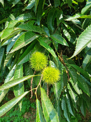 It is a tree with chestnuts hanging from it.