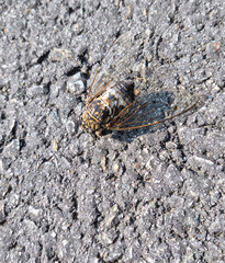 This is a cicada on the asphalt.