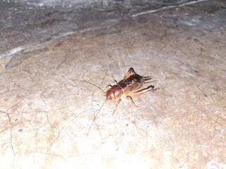 A giant cricket resting on a smooth, solid surface, displaying its intricate exoskeleton and long antennae.