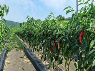 This is a field where red peppers are ripening.