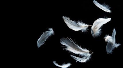 Floating Feathers in Monochrome Elegance