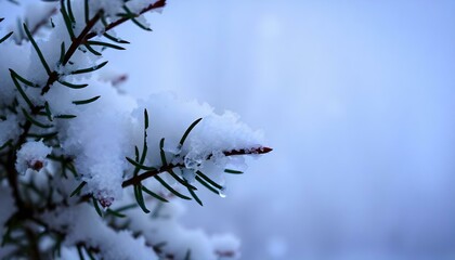 Obraz premium snow covered branches