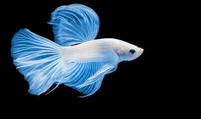 Fototapeta premium betta fish on black background. generative ai