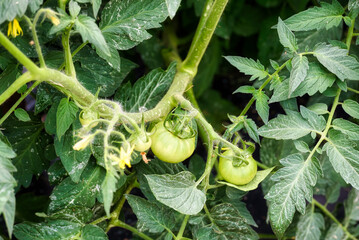 Green tomatoes on the vine in a garden.