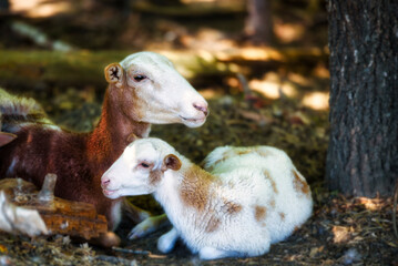 Ewe with lamb outdoors.