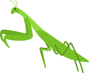 Praying Mantis Illustration