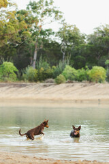 Two dogs playing in a lake in a forest