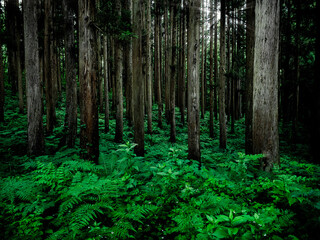 長野県白馬の白樺の森