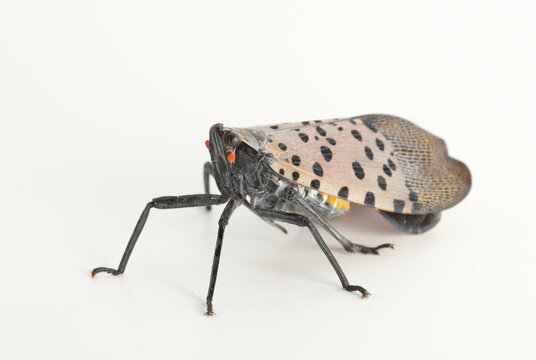 An invasive spotted lanternfly, Lycorma delicatula, on a white background.  The red / orange spots on the head are antennae; its eyes are black.  Photographed in Cleveland, Ohio. 