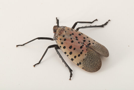 Dorsal view of a spotted lanternfly (Lycorma delicatula) from Cleveland, Ohio.  This species is invasive in North America, and was introduced from Asia. 