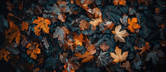 A Top View Of Wet Fallen Autumn Leaves On The Ground