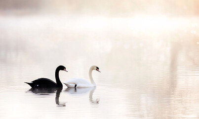 swans on the lake. generative ai