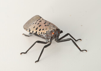 Close-up of the head, legs and body of a spotted lanternfly (Lycorma delicatula), an invasive pest insect that was introduced to North America from Asia.