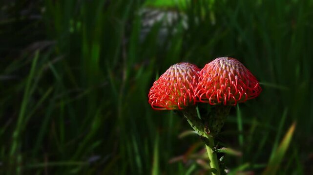 Beautiful of red flower in bloom of King Protea on blurred background. Copy Space. 4K video.