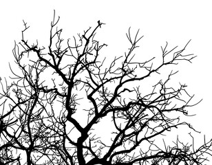 silueta arbol, arbusto, hojas, ramas, otoño, ilustracion, bosques, naturaleza, sequia, atmosfera