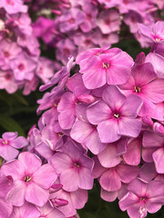 Fototapeta premium pink flowers