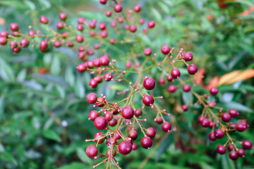 빨갛게 익어가는 남천 열매