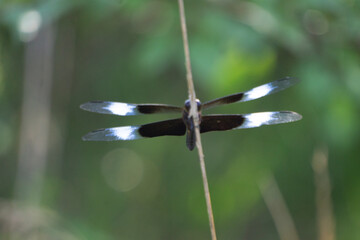 dragonfly on a branch