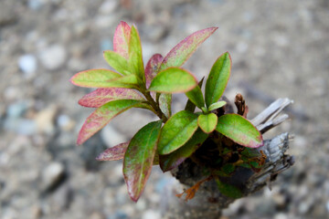 부러진 나무 위로 새로운 생명이