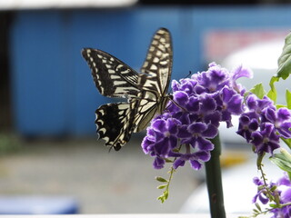 毎年春から夏にかけてやつてくるアゲハ蝶