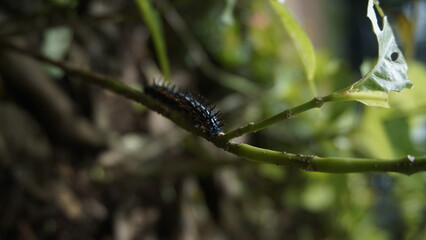 A caterpillar hangs at a branch in the garden
