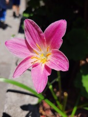 Pink flower, Flor de color rosa 499