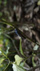 A caterpillar hangs at a branch in the garden

