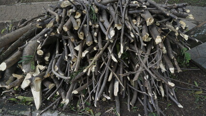 Several pieces of wood branches are placed in a pile on the ground
