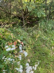 autumn in the forest