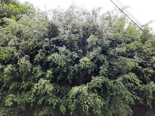 Trees in the city, Árboles en la ciudad 567