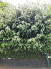 Trees in the city, Árboles en la ciudad 568