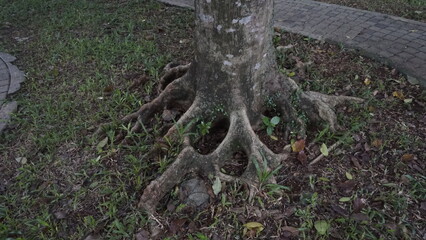 Strong tree roots emerge above ground to support a tree
