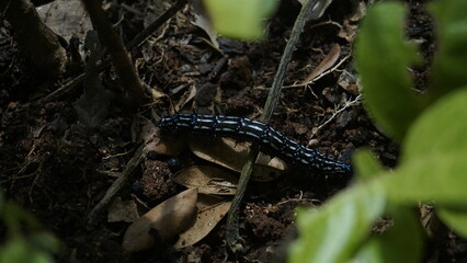 A caterpillar on the ground among the branches in the garden
