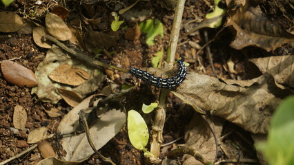 A caterpillar on the ground among the branches in the garden
