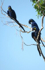 Group of Hyacinth Macaw (Anodorhynchus hyacinthinus) in north of Brazilian Amazon