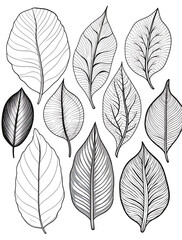 Fototapeta premium Vibrant leaves in various shapes and sizes, a coloring page for adults, with thick lines, in black and white, and grayscale