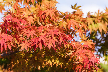 Early fall, a maple tree found on the road. red maple leaf