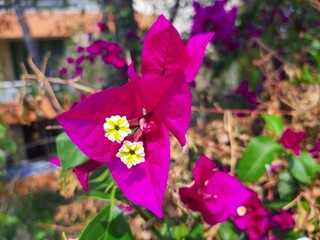 Purple flowers in the city, Flores de color morada en la ciudad 592