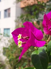 Purple flowers in the city, Flores de color morada en la ciudad 593