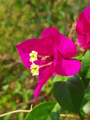 Purple flowers in the city, Flores de color morada en la ciudad 595