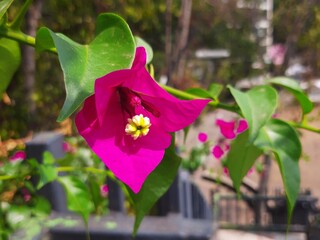 Purple flowers in the city, Flores de color morada en la ciudad 598