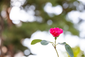 A rose blooming on the side of the road.