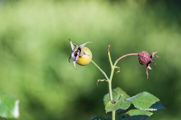 Close-up of rose buds in warm sunlight