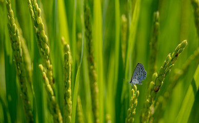 稲にとまるヤマトシジミ蝶