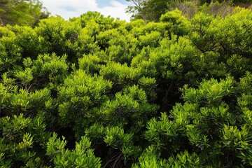 Fototapeta premium Vertical Perspective of Lush Green Shrubs Contrasted with Natural Scenery