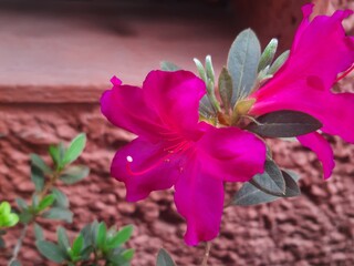Purple flower in a garden in the city, Flor morada en un jardín en la ciudad 672