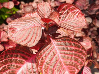 Red leaf, Hoja de color rojo 689