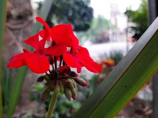 Close-up of a red flower, Acercamiento de una flor de color rojo 699