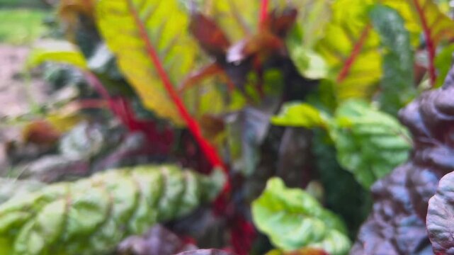 Chard plant leaves in a summer garden.
